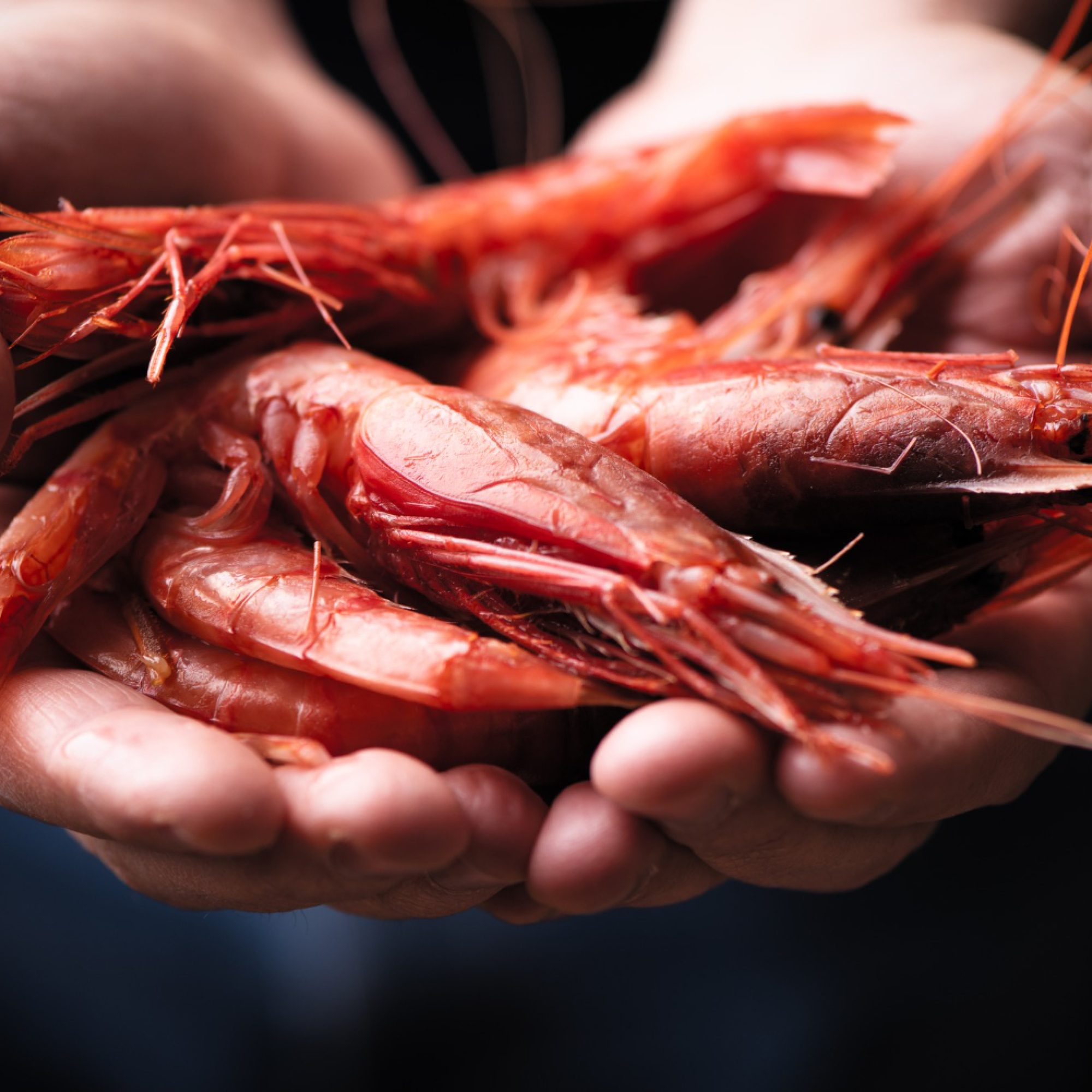 mano-del-pescatore-che-tiene-il-gambero-fresco-di-mazara-del-vallo-isolato-su-sfondo-nero-da-vicino 10 2 23 licenza